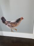 Hidden Chicken